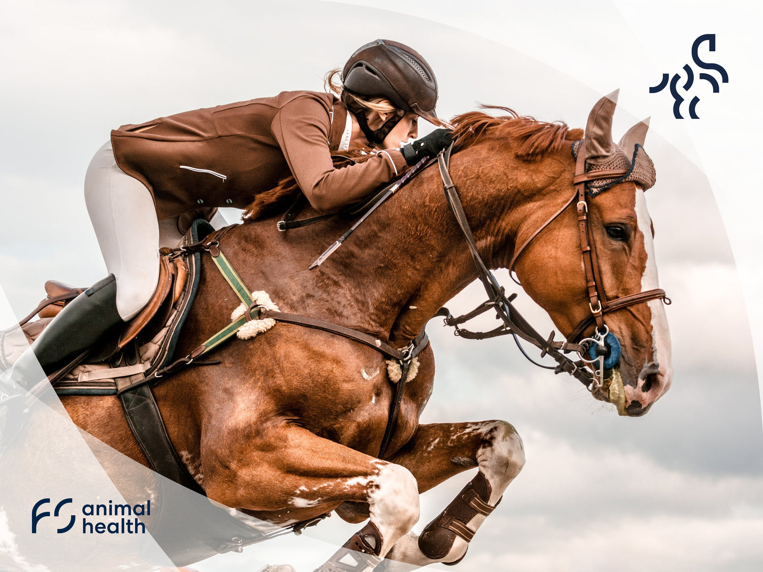 What are electrolytes and why are they so important for your horse?