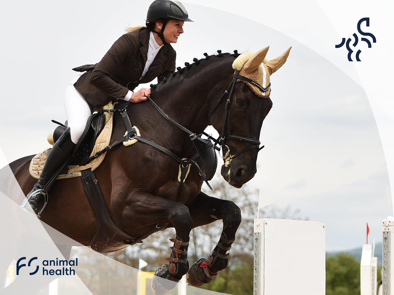 How to Keep Your Horse Calm: A guide to a stress-free show