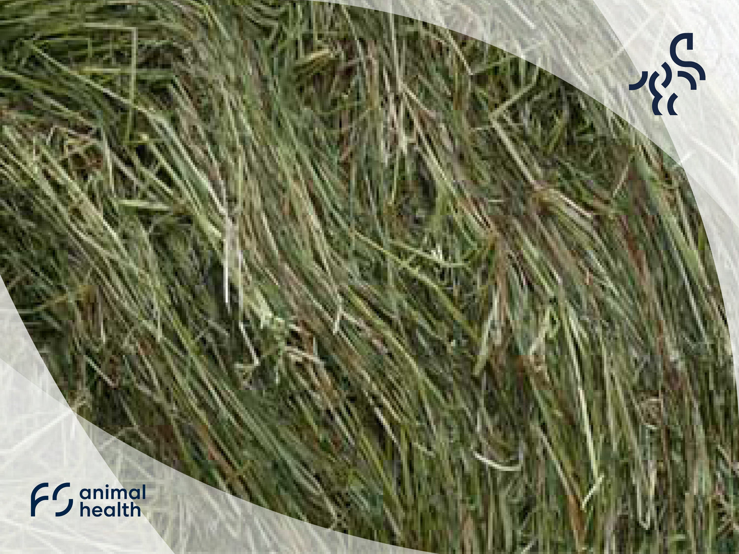 Recognizing and correctly assessing hay quality