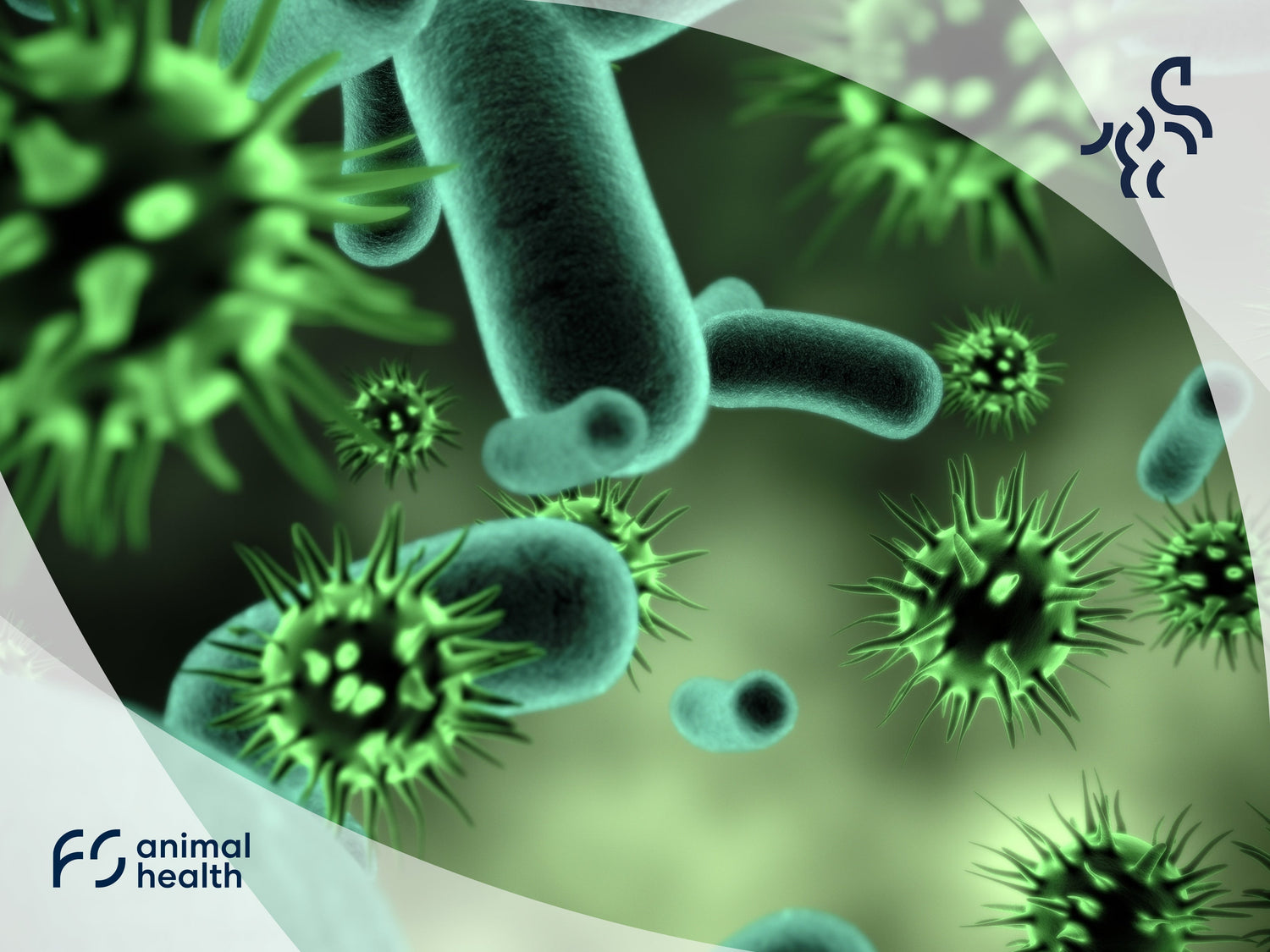 The significance of respiratory diseases in horses