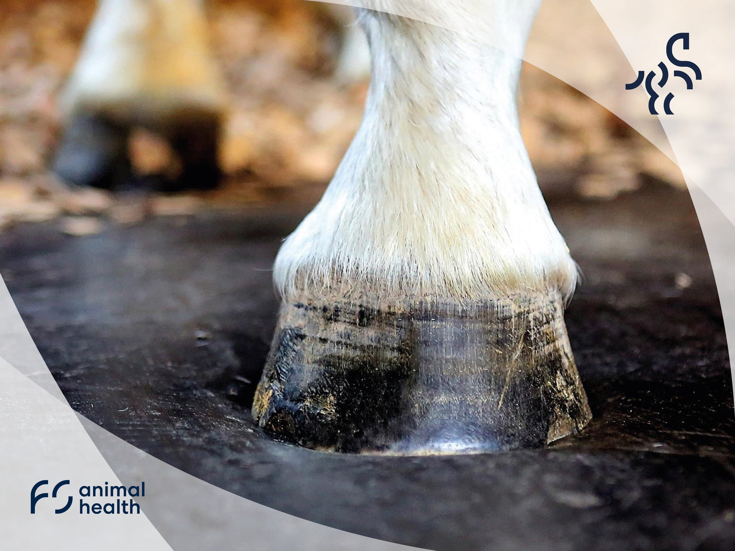 Why use rubber matting in your horse’s stable?