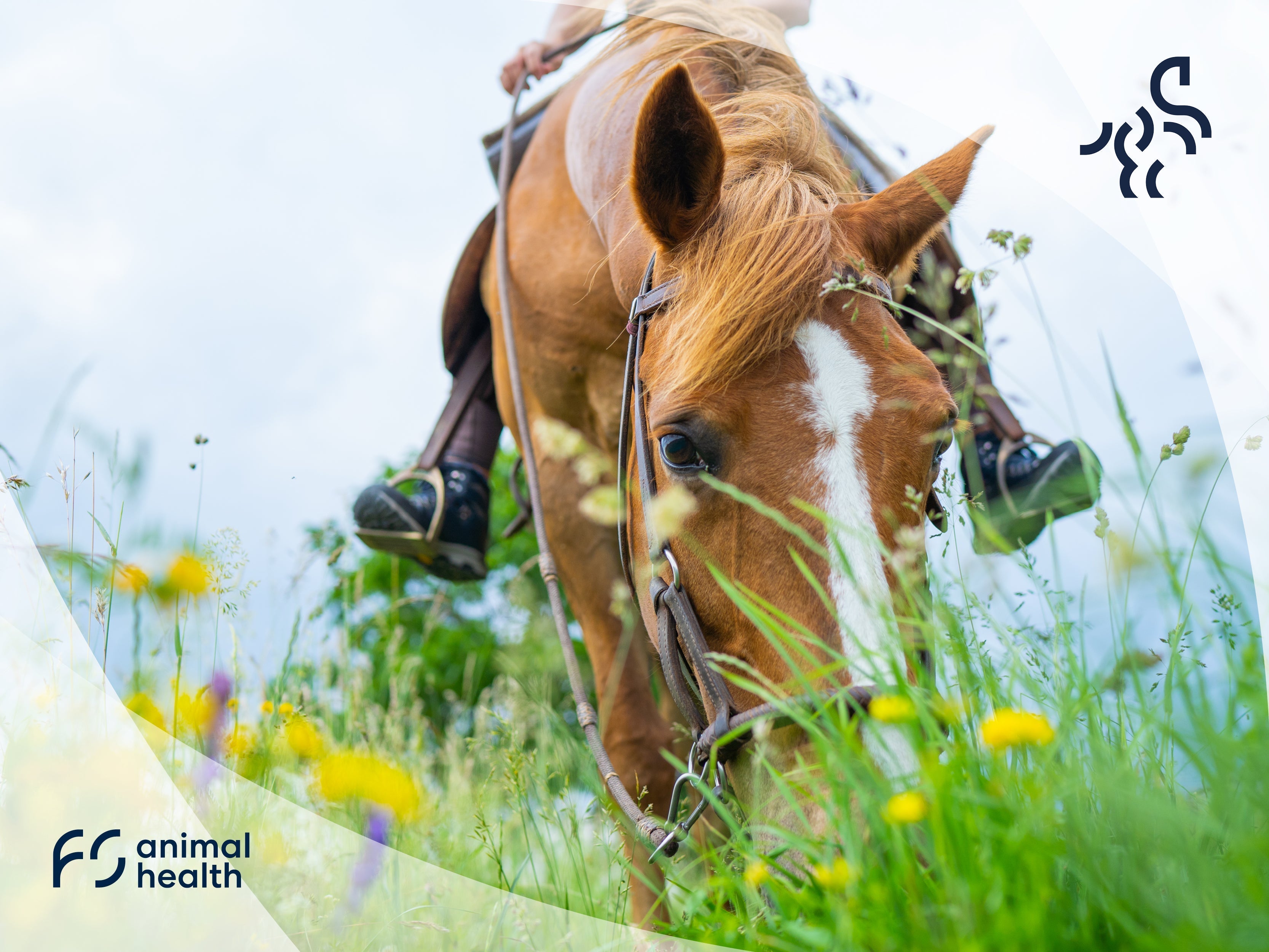 Spring & Summer Equine Worming