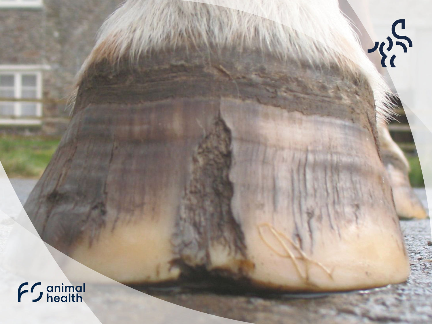 A hoof crack is like a ticking time bomb – something might happen, but it doesn't have to!