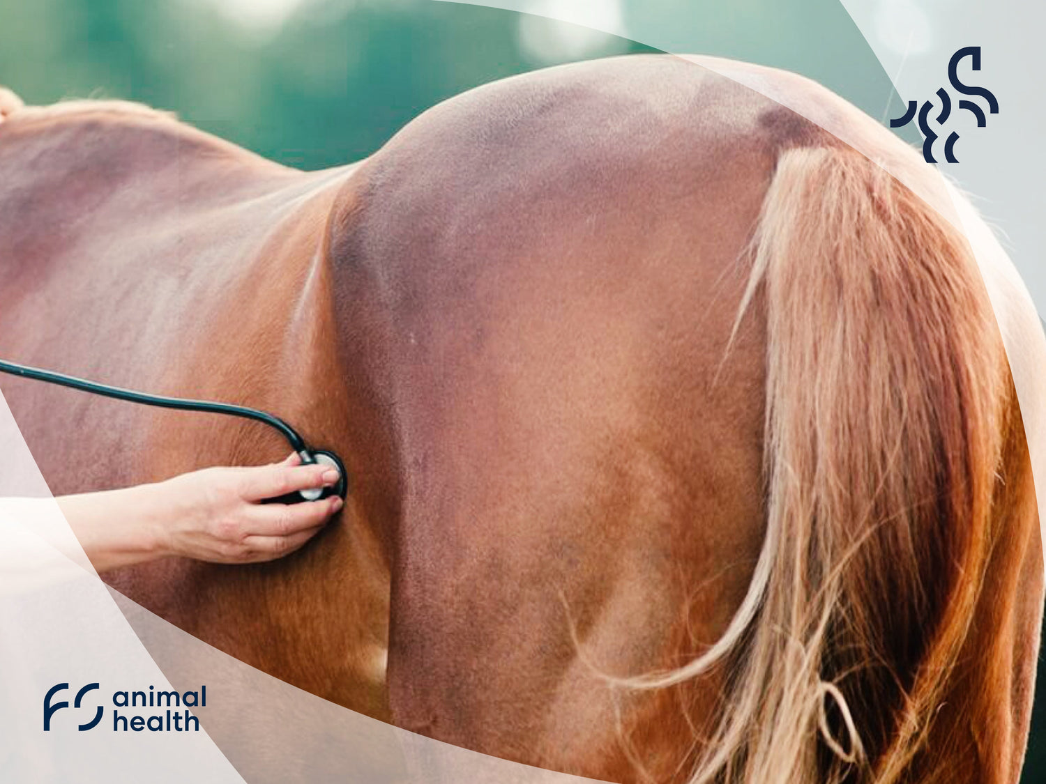 WARNING: Sycamore Poisoning (Atypical Myopathy) is Devastating the Equine Community