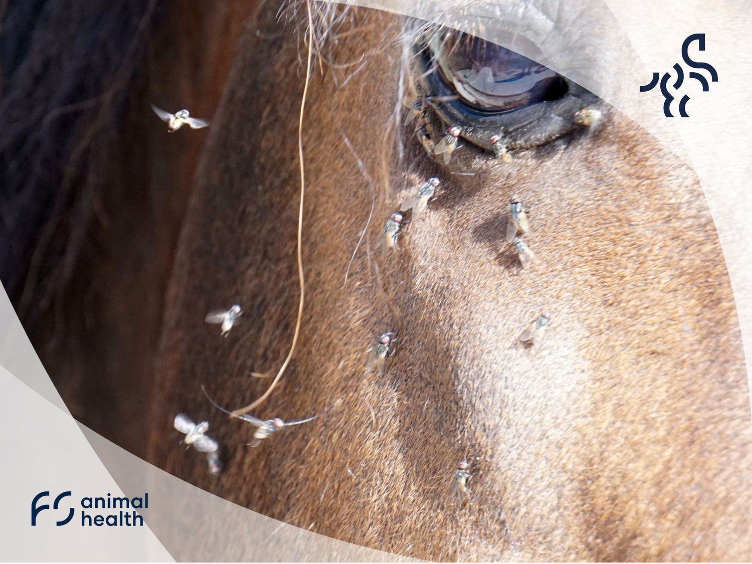 10 tips to beat the Bugs & Flies this Spring & Summer