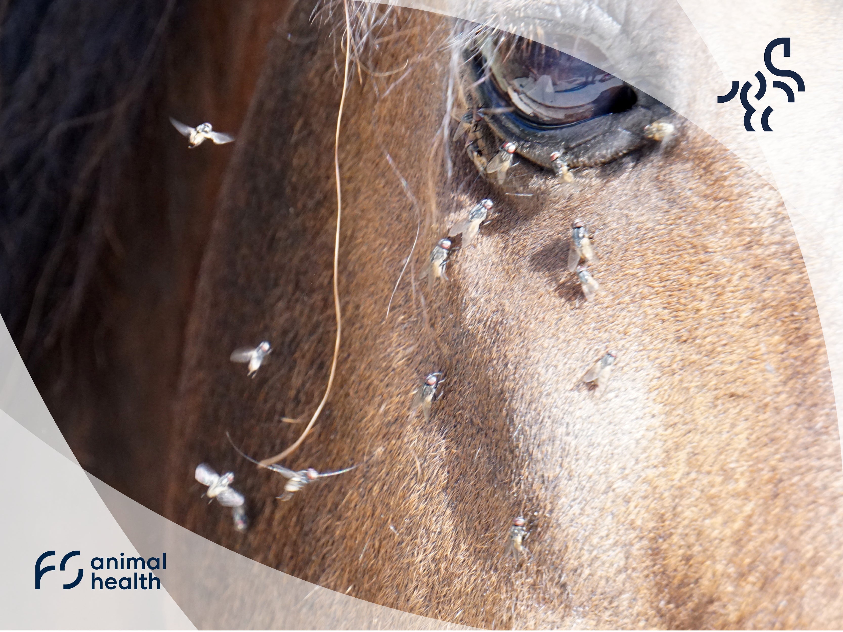 10 tips to beat the Bugs & Flies this Spring & Summer