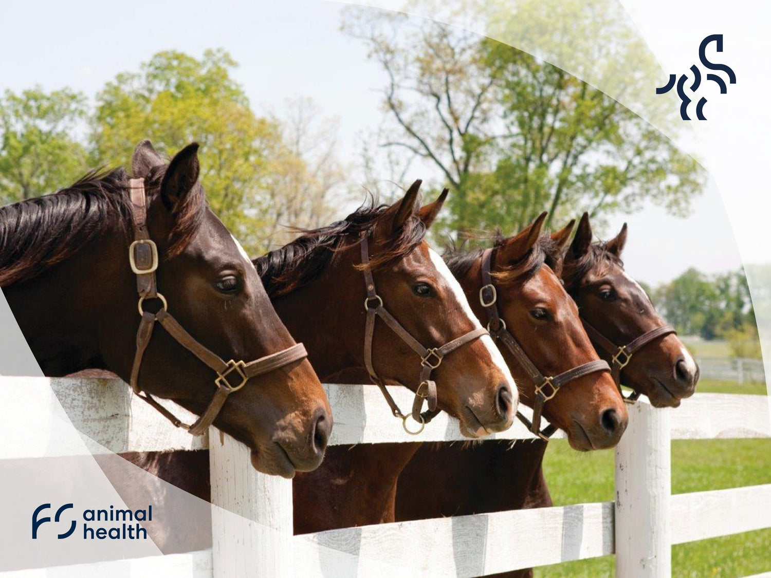 Supplementary Feed to Maintain Quality of Life