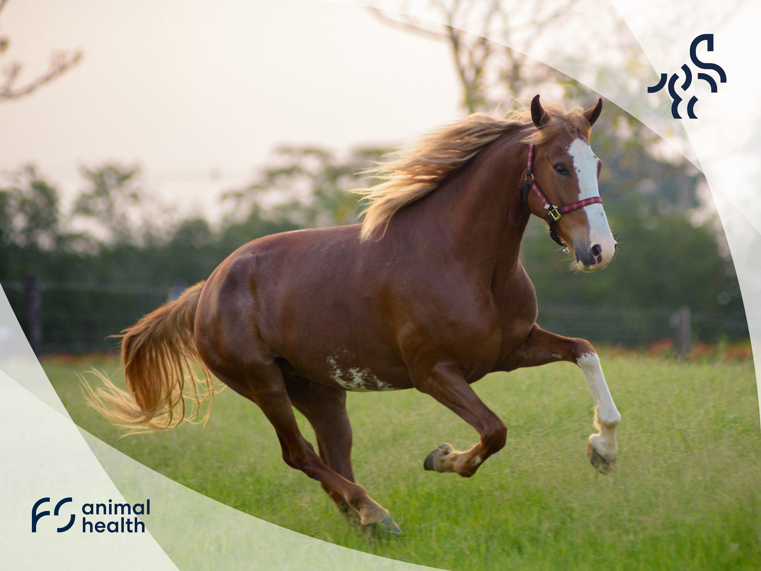 Osteoarthritis in horses - What can be done?