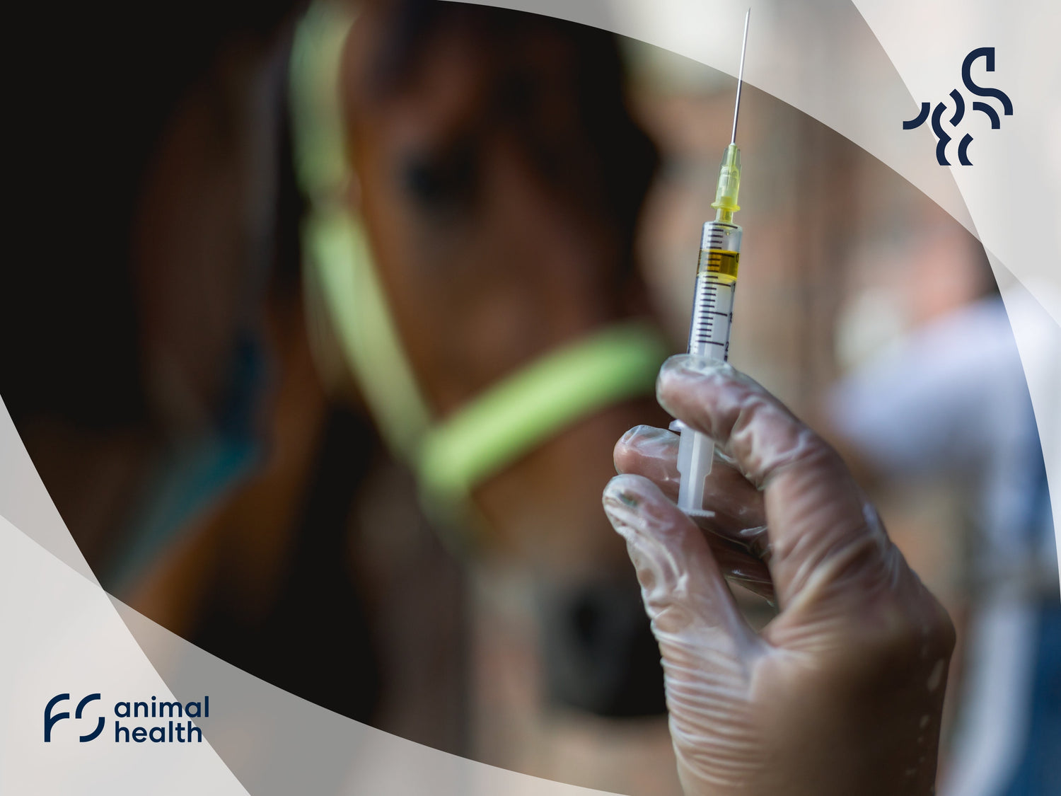 Have a horse recovering from an injury or surgery? Consider this alternative to box rest