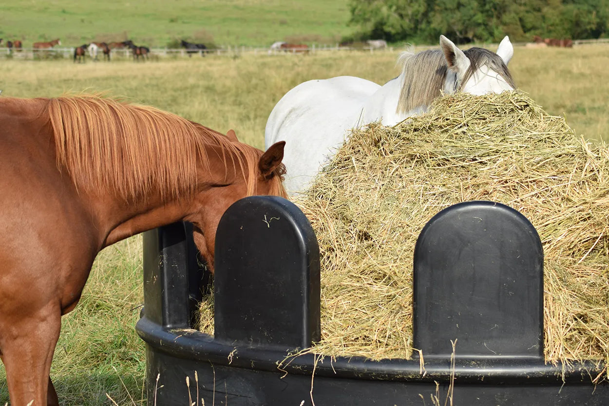 Feeding Hay and Haylage