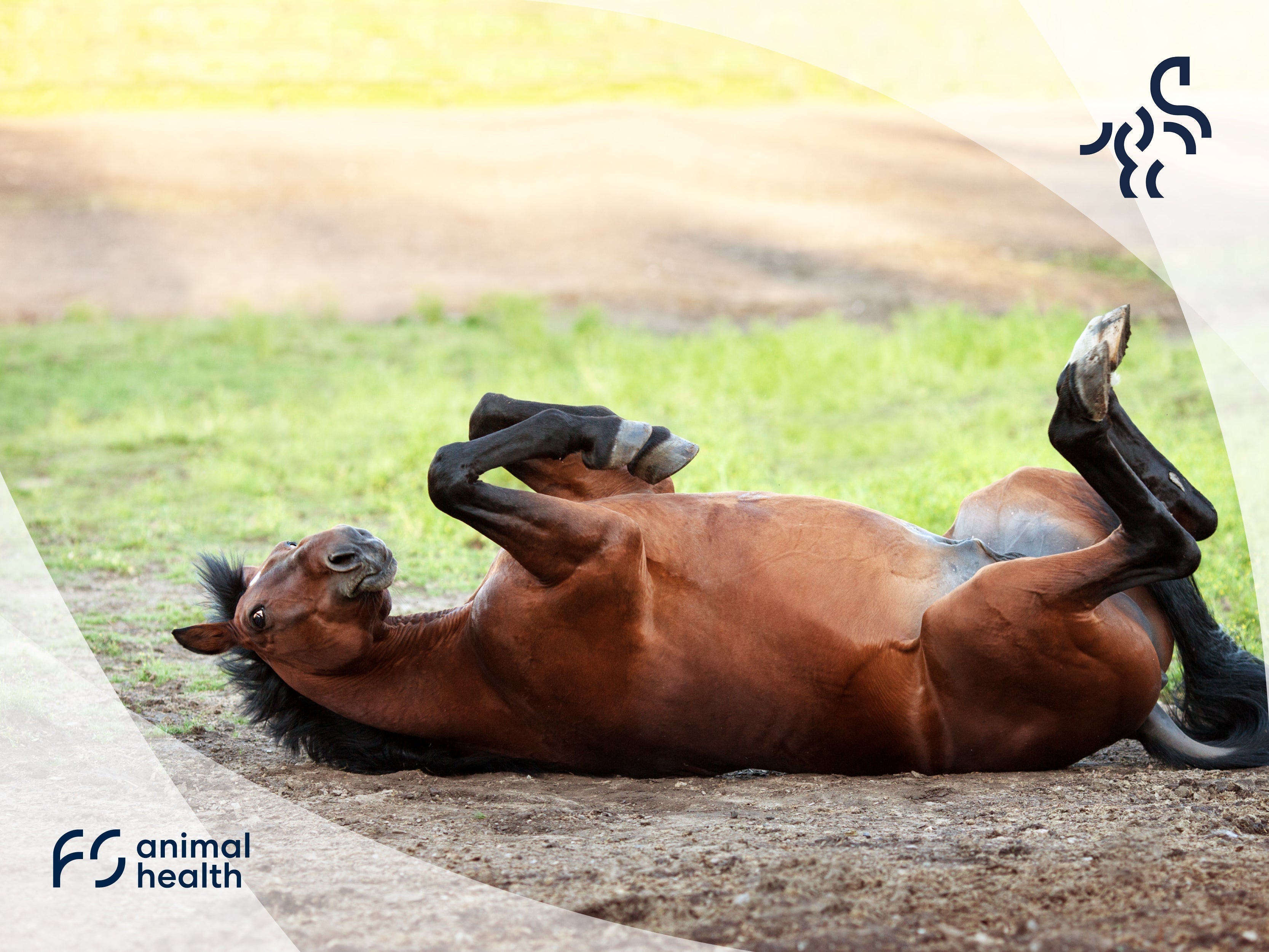 Digestive system of the horse