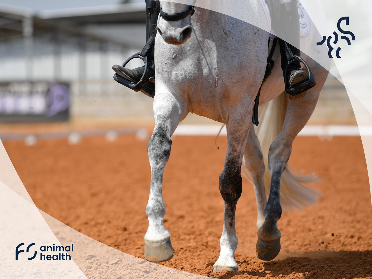 The Cause of Equine Leg Swelling and How to Reduce It