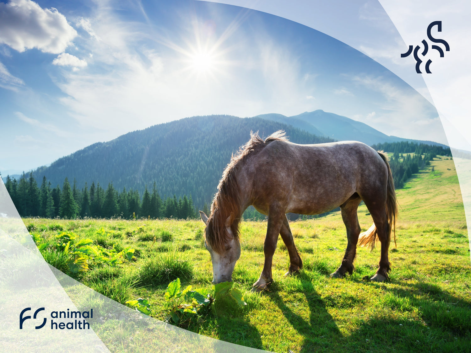Summer guide to a healthy horse: How to beat 5 struggles of summer
