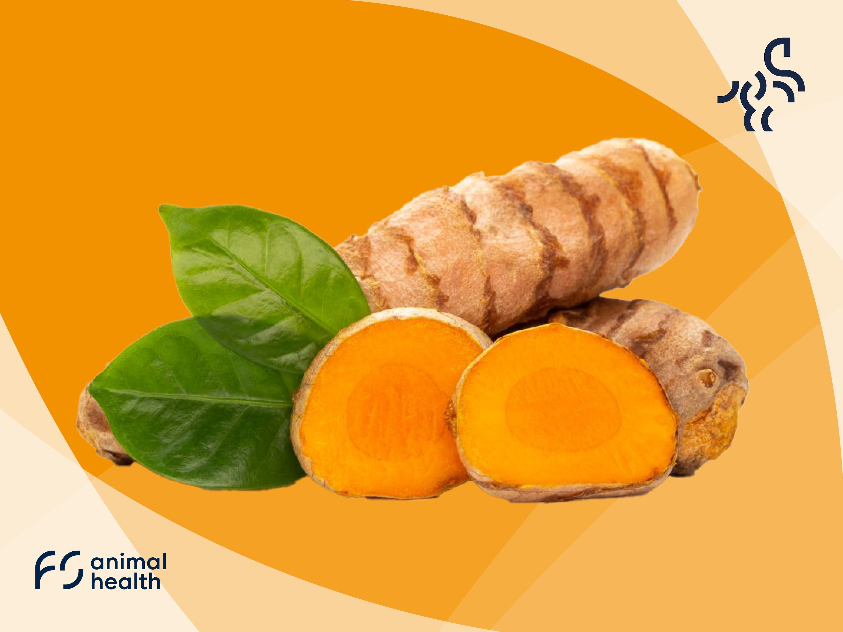 Curcuma - The All-Rounder for Supporting Horse Health