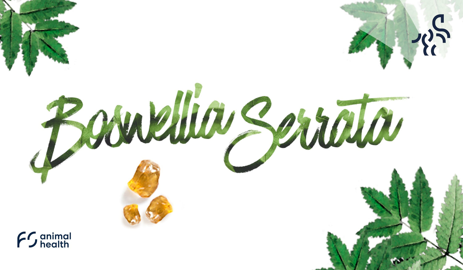 Indian Frankincense – Boswellia Serrata