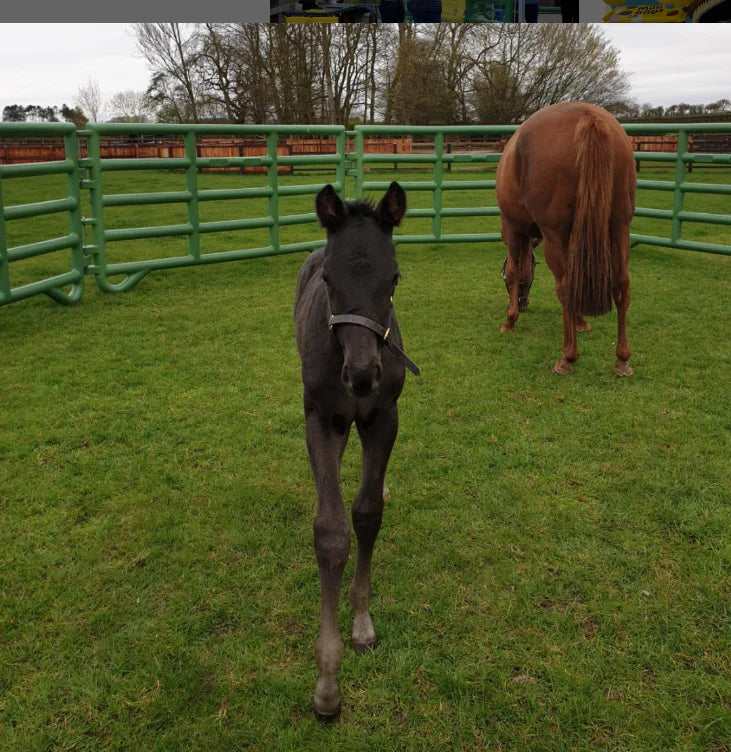 Everything you need to know about caring for a foal