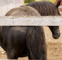 Ease the Symptoms of Sweet Itch