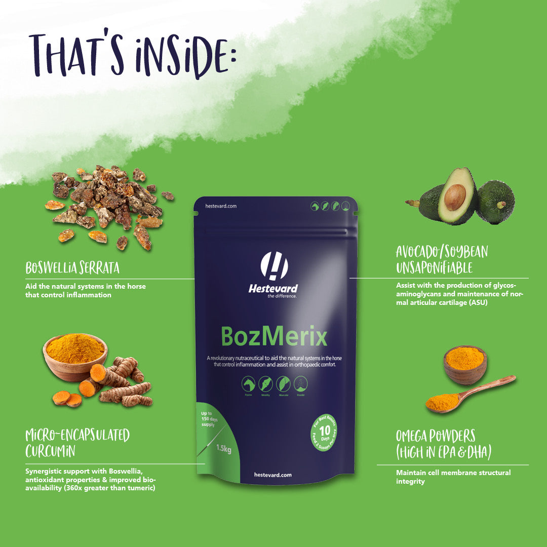 Hestevard BozMerix