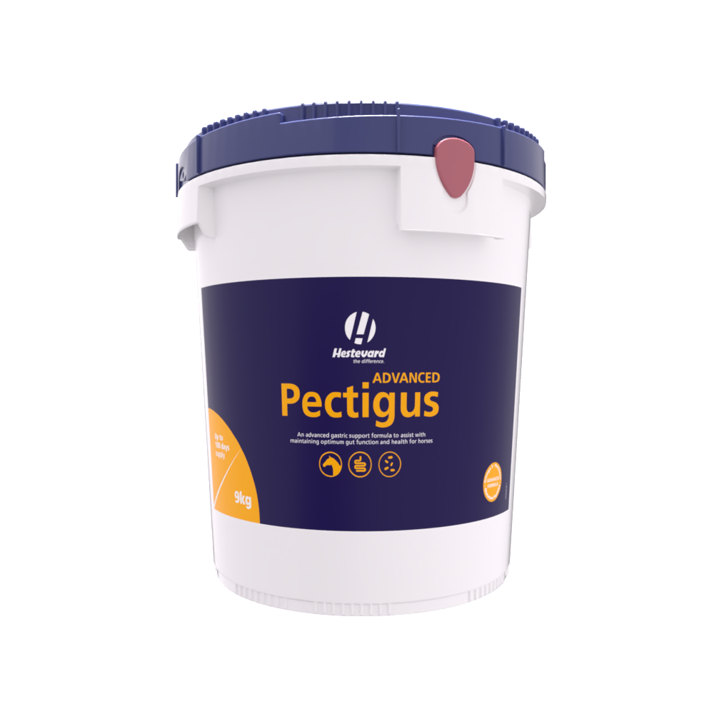 Hestevard Pectigus ADVANCED