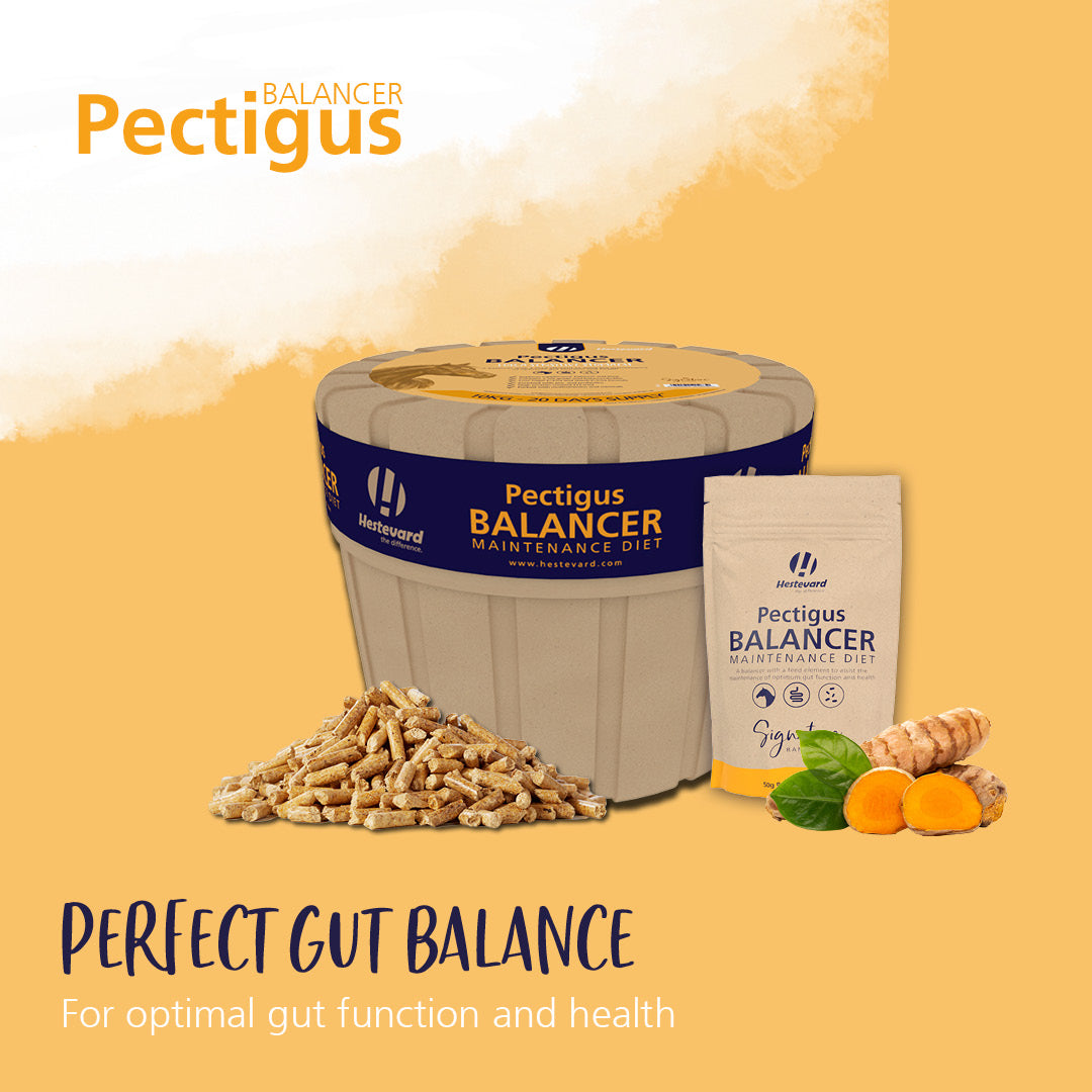 Hestevard Pectigus Balancer Maintenance Diet 10kg