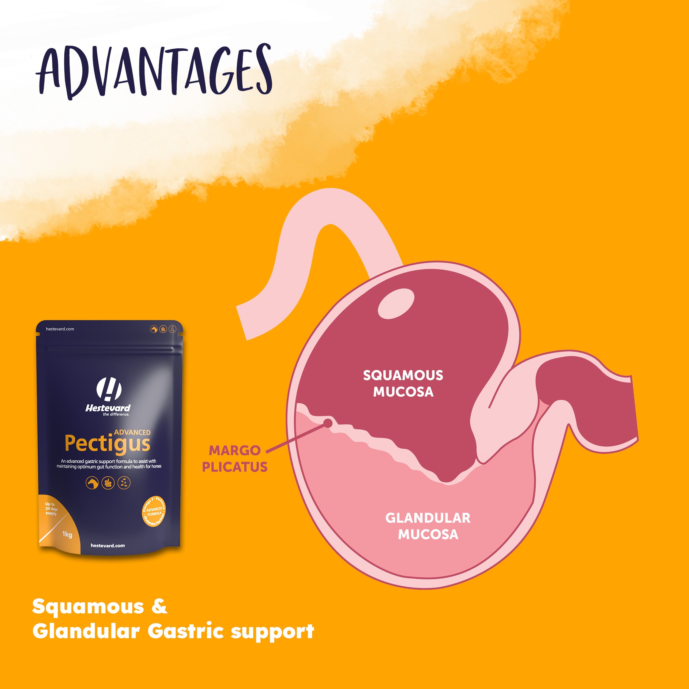 Hestevard Pectigus ADVANCED