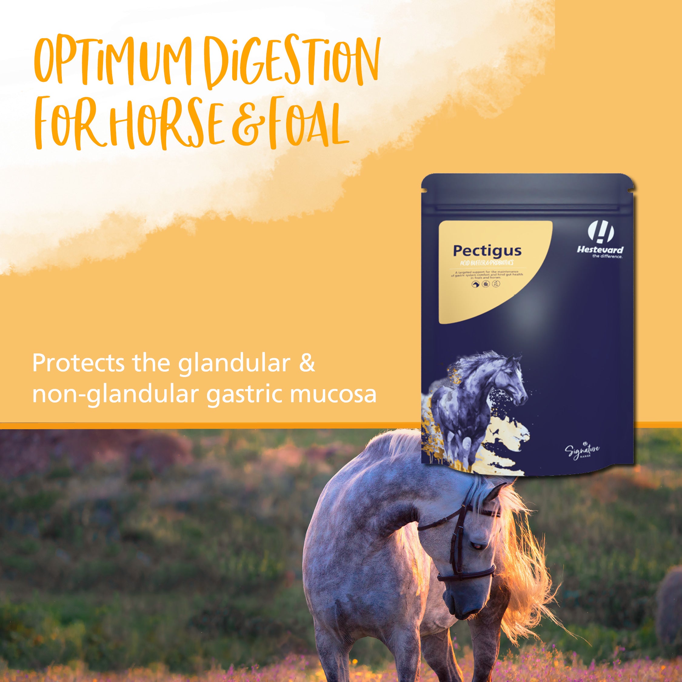 Hestevard Pectigus