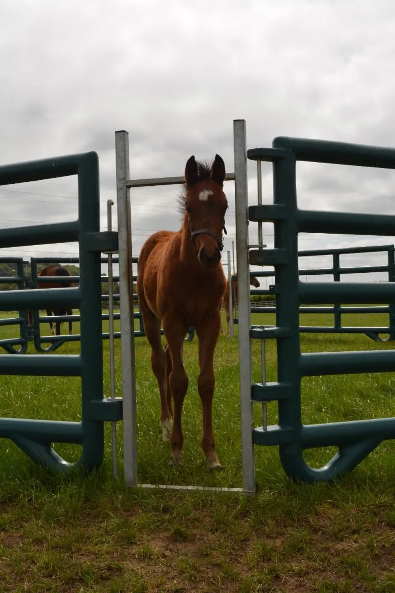 Duracorral Creep Pen (8 x Panels Green & 4x Creep Arches)