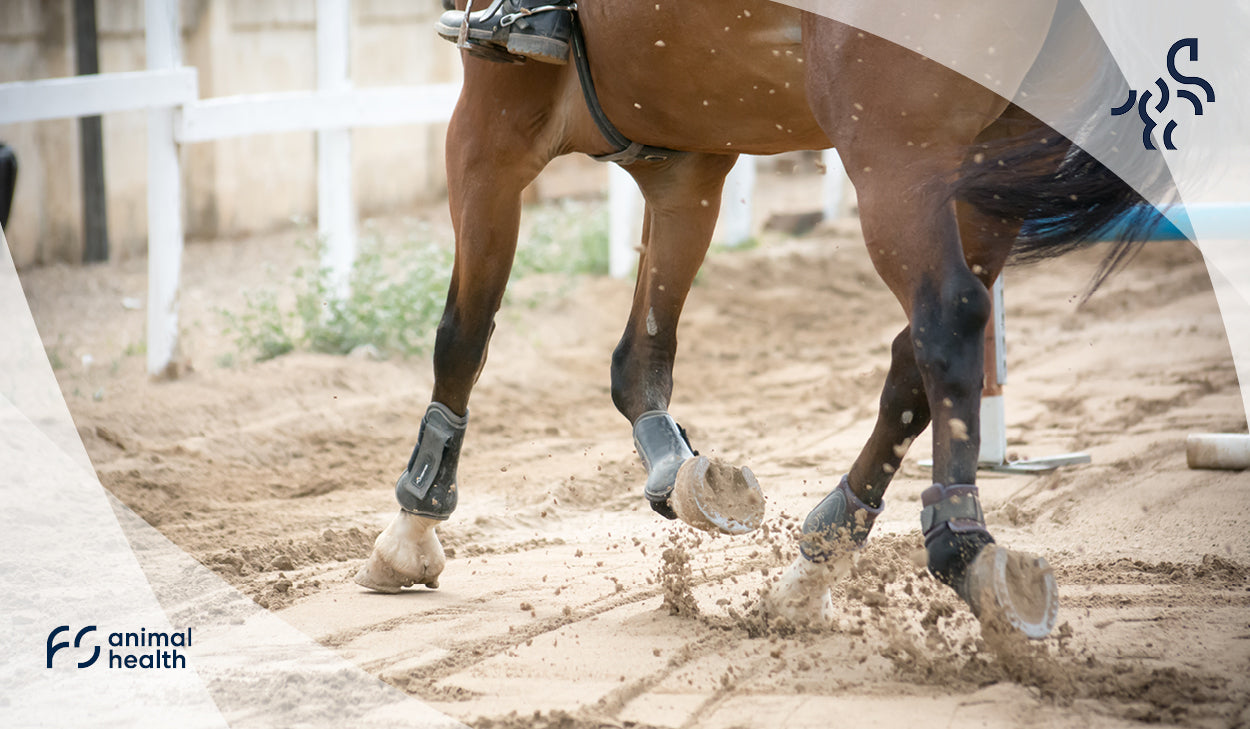 Your Horse's Joint Health – What Should You Know?