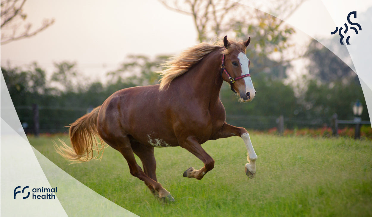 Osteoarthritis in horses - What can be done?