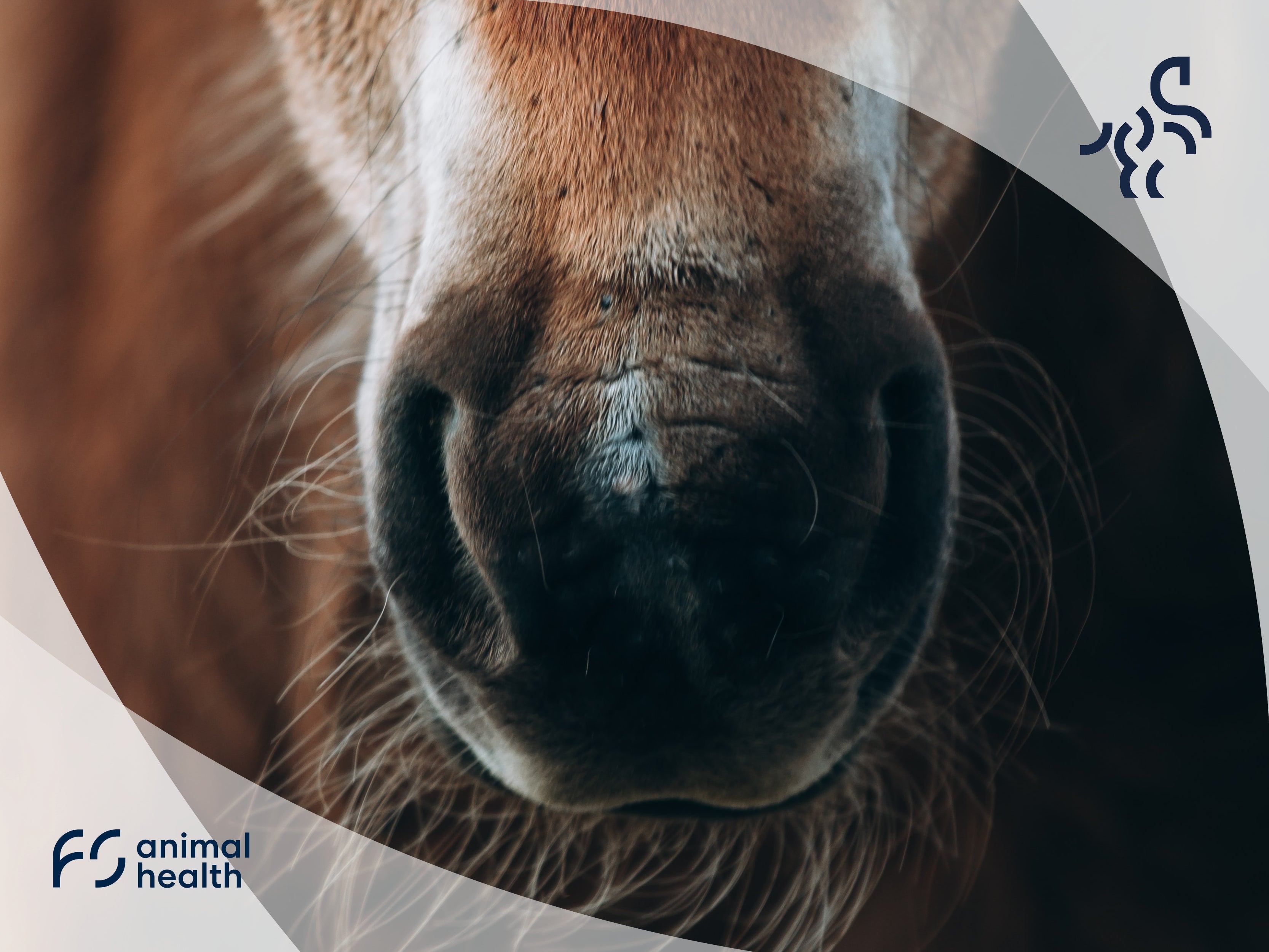 Respiratory disease in horses - No cough, no worries? Don't believe it!