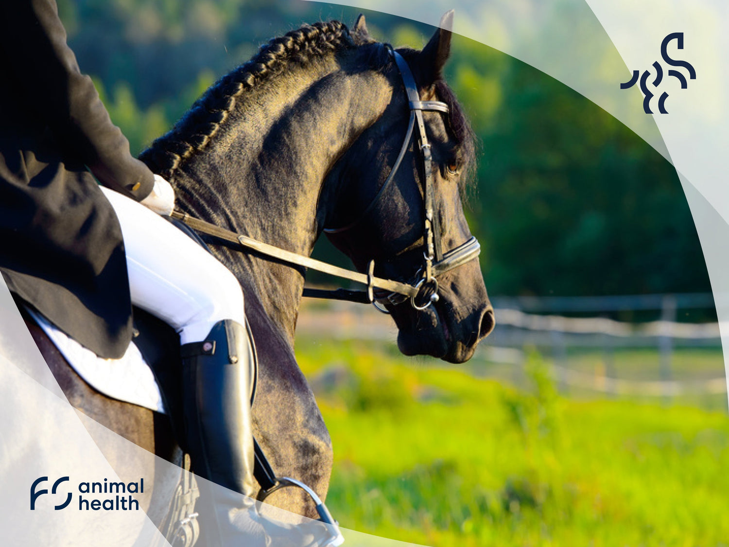 What are the benefits of vitamin E as a feed supplement for your horse?