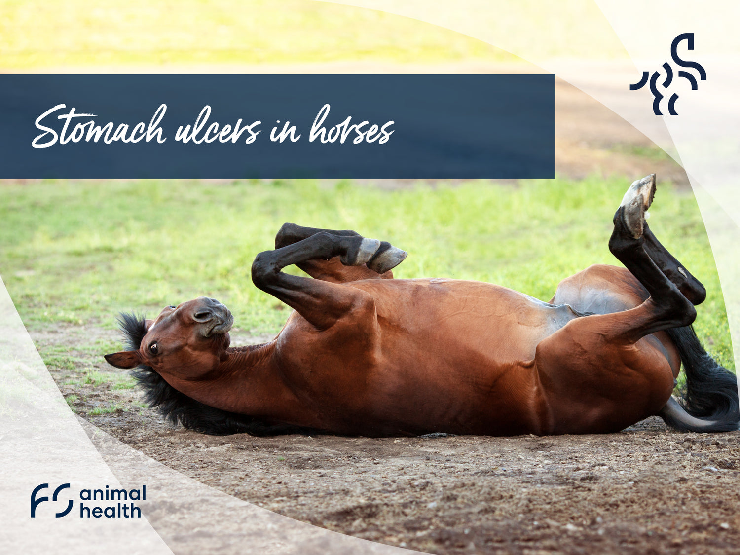 Stomach ulcers in horses