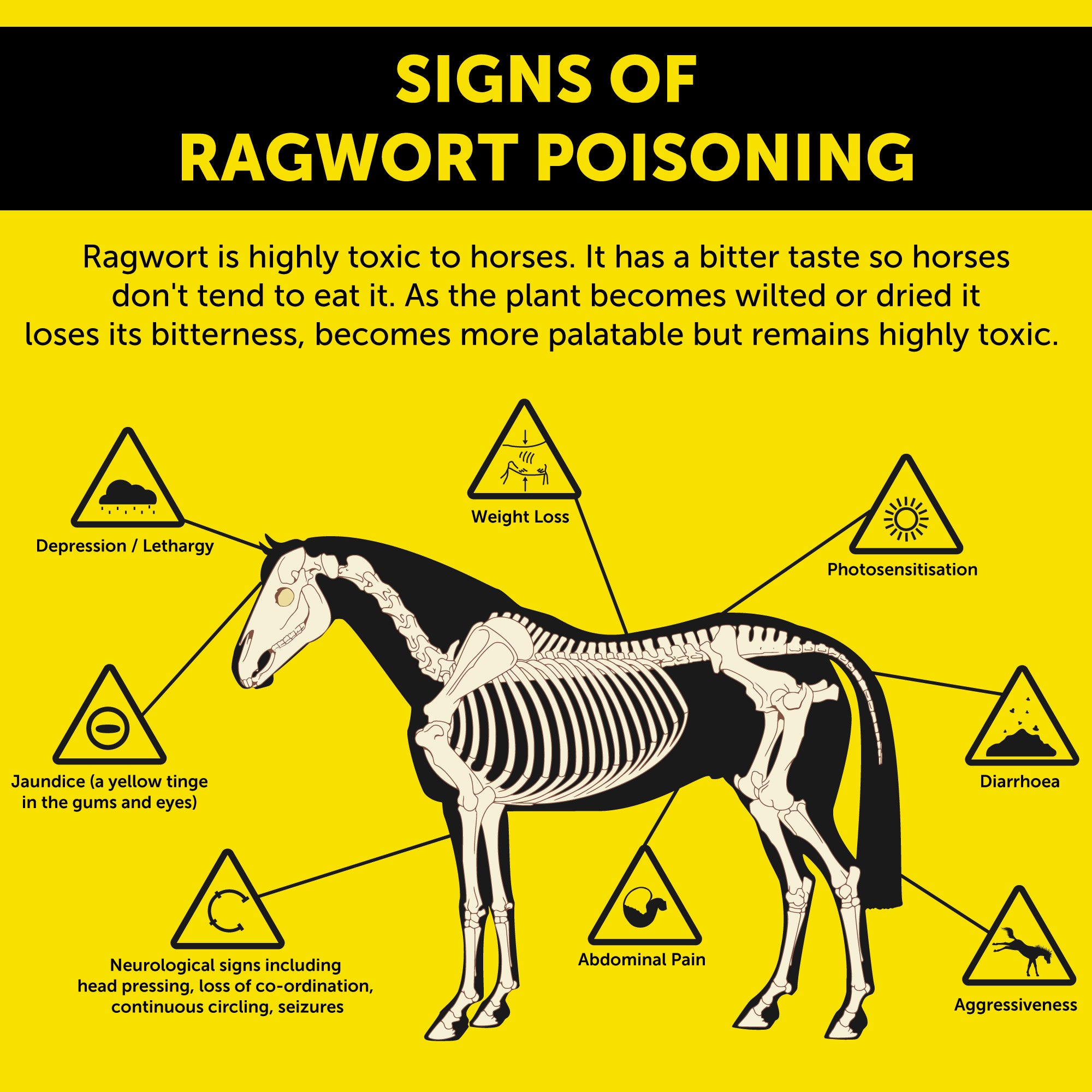 Ragwort: Protect your horse against this poisonous plant