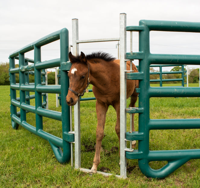 How to support a foal with heat scours