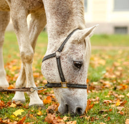 All You Need to Know About Autumn Worming