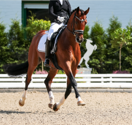 How to Keep Your Horse Calm: A guide to a stress-free show