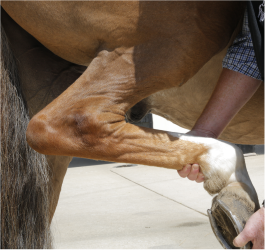 Supporting Your Horse’s Joint Health