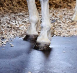 Why use rubber matting in your horse’s stable?