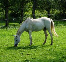 Summer guide to a healthy horse: How to beat 5 struggles of summer