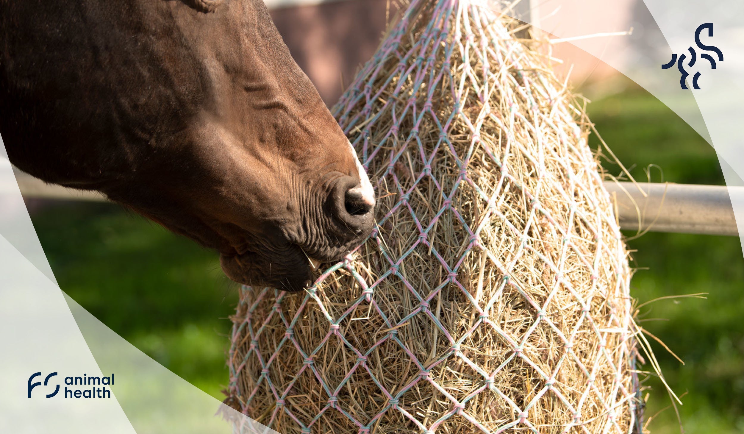 Hay Steaming - The Solution for Your Allergic Horses