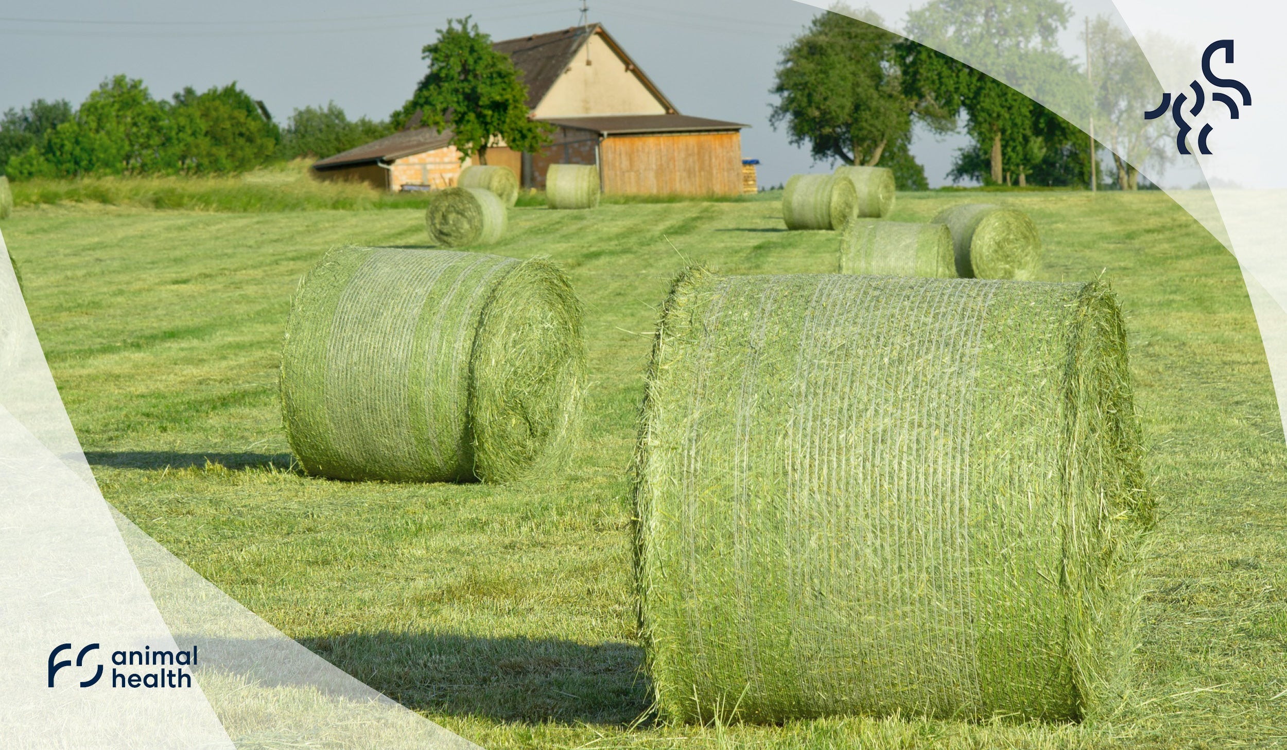 Hay Steaming – Clean Hay Means Healthier Horses