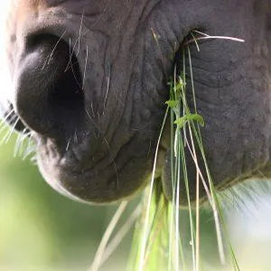 Spring & Summer Equine Worming