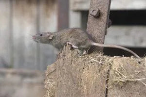 Winter Rodent Control