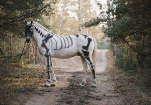 Bone Development in Horses