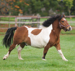 Managing your overweight horse