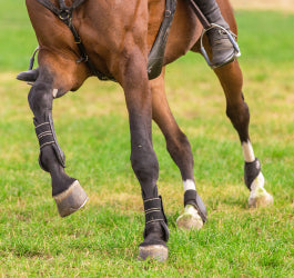 The Cause of Equine Leg Swelling and How to Reduce It