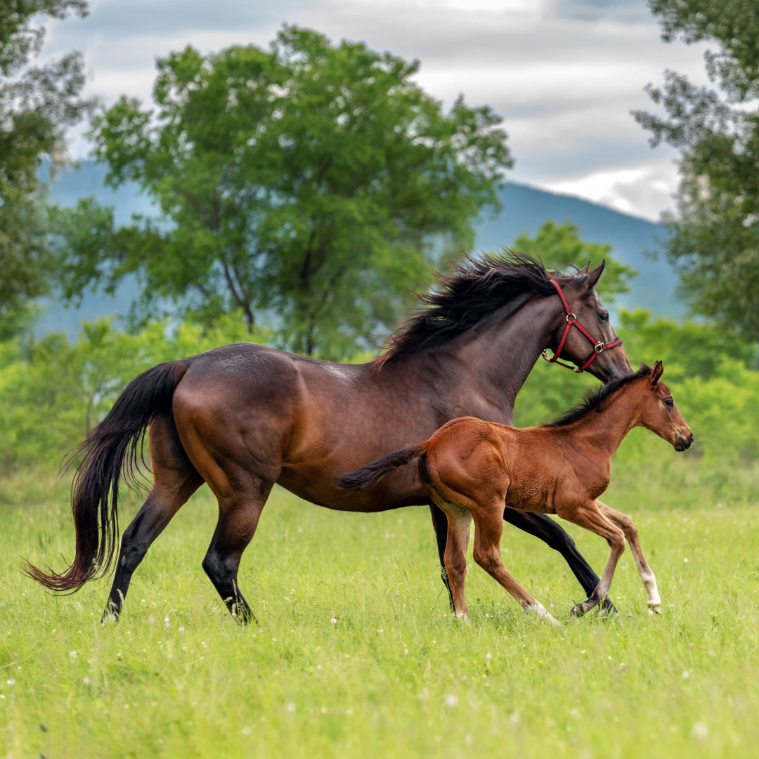 Nutrition Guide To The Best Breeding Season