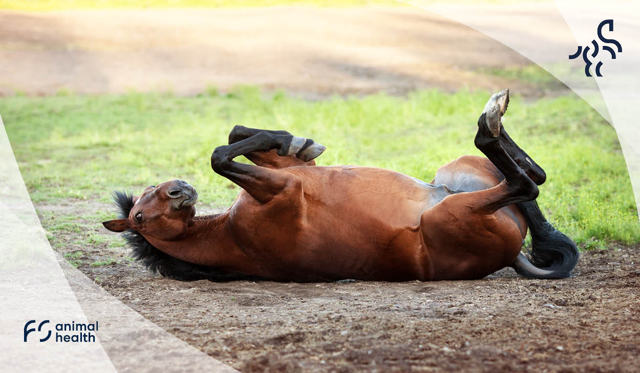 Digestive system of the horse