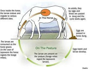 Identifying & treating Encysted Redworm in horses