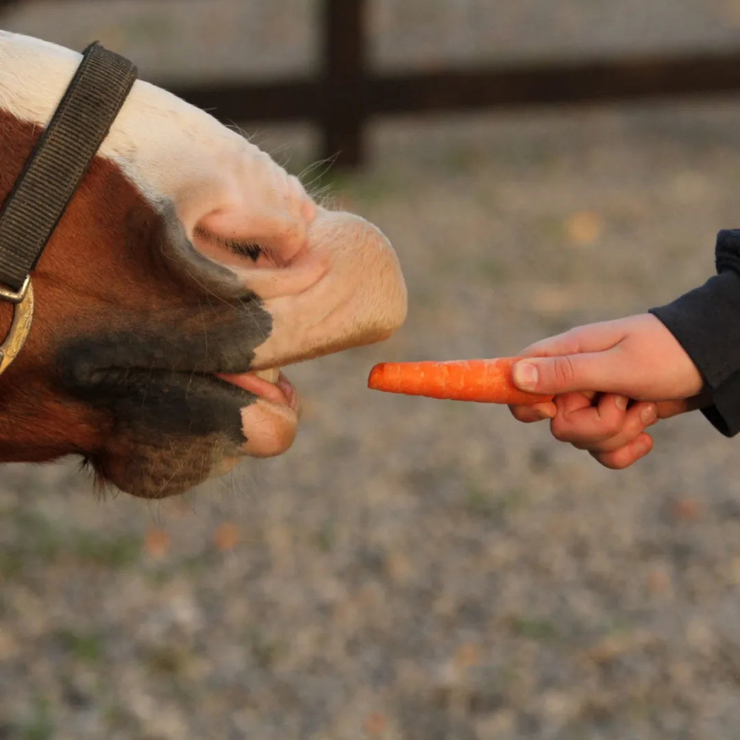 How to Enhance Your Horse's Flexibility Using Carrot Stretches!